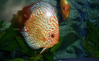 Tropical fish set-up