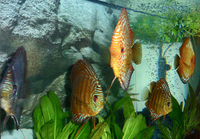 Tropical fish set-up