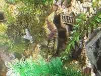 Full aquarium set up for sale