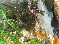 Full aquarium set up for sale