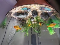 Full aquarium set up for sale
