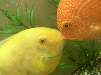 Severums for sale
