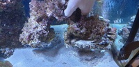 Large center piece of live rock covered in Green Star Polyps