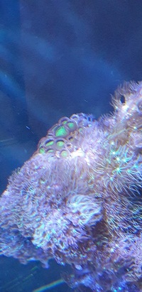 Large center piece of live rock covered in Green Star Polyps