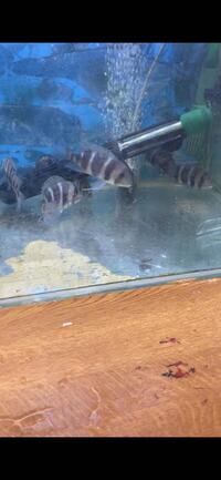 frontosa african fish cichlid 5 to 6 inch x 15 £21each