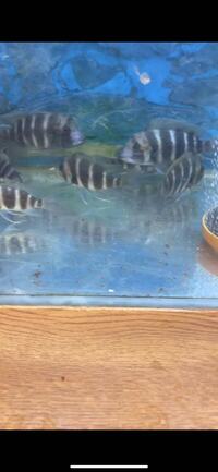 frontosa african fish cichlid 5 to 6 inch x 15 £21each