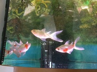 3 goldfish