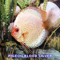 stendker discus for sale