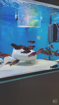 (Only 28 left) Breeding group tropheus sp. red kalindi
