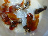 Quality ranchu available