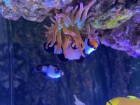 Black Ice Clownfish. for sale £35 Each