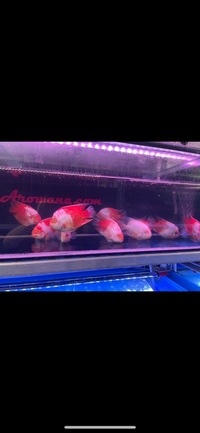King Kong Kohaku, White Santa, Kohaku Mammon & Blood Red Parrot Fish