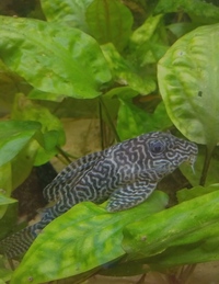 Various Tropical Fish