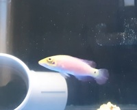 For sale Mystery Wrasse £150 ono - Bristol
