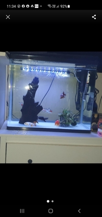 7O litre fish tank with fancy golsfish ranchu fantails
