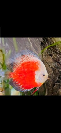 Chens discus : NEW ONES FOR SALE