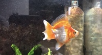 Quality Ryukin Fancy Goldfish