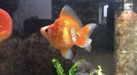Quality Ryukin Fancy Goldfish