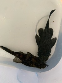 Breeding pair of l181 peppermint plecos for sale