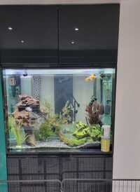 Custom fish tank full set up