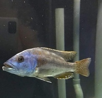 Fusco Hap- Nimbochromis Fuscotaeniatus