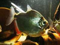 Super Rare Central American cichlids for sale fish house move around Tuba/Asfraci ect