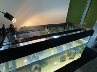 Turtles and tank