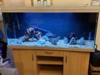 5ft Rena Tank and stand