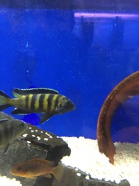 Malawi Mbuna Juvenile Cichlids Fish Sale. £5 each Buy 4 get 1 Free
