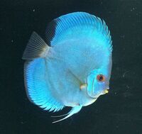 THE - REAL - DISCUS FISH SALES - 1000s OF DISCUS FOR SALE AT REDUCED PRICES - UK WIDE DELIVERY