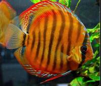 THE - REAL - DISCUS FISH SALES - 1000s OF DISCUS FOR SALE AT REDUCED PRICES - UK WIDE DELIVERY