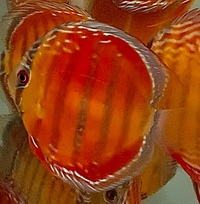 The U.K’s largest supplier of the best quality wild Discus and over 250 in stock