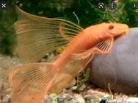 Wanted - Longfin Red Female Adult pleco
