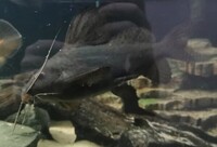 Synodontis and Marbled Lancer catfish for sale