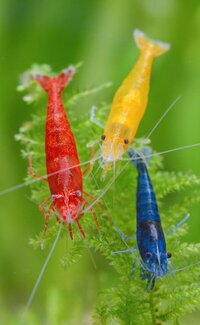 BLUE/RED/YELLOW/ CHERRY SHRIMP FOR SALE (NEOCARIDINA) NOTTINGHAM NG4.