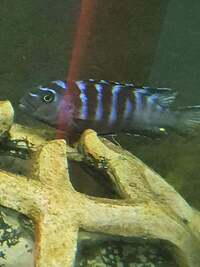 home bred cold, temperate and tropical fish £1