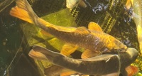 Large Koi Carp for sale
