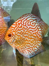 7 no various discus for sale REDUCED £250 REDUCEDneed the room in my tank