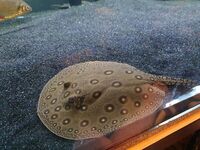9 inches STING RAY