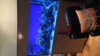4 ft x 2 ft nd aquatic tank marine for sale needs to asap cheap to sell