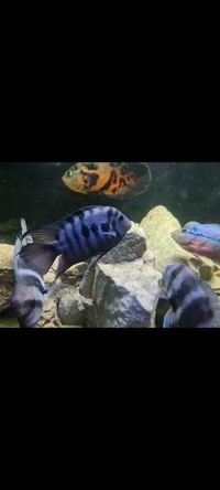 Male convict cichlid high quality