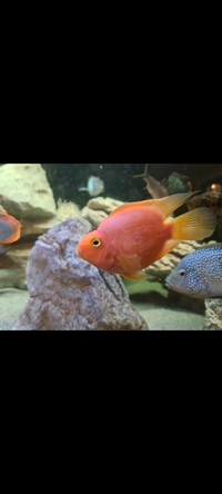 Green texas and parrot cichlid pair