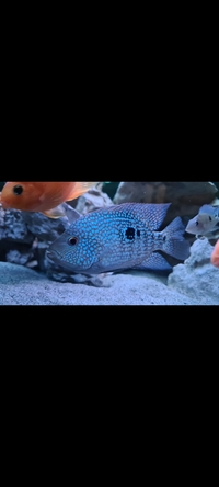 Green texas and parrot cichlid pair