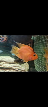 Parrot cichlid 4 inches