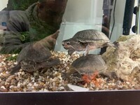 Musk Turtles For Sale