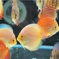 CLIFTON DISCUS = UNBEATABLE QUALITY & PRICES - Dont take our word for it, COME & SEE for yourself. Midlands Discus specialist in Tamworth, B79 0AT.