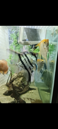 £25 for all x4 large angel fish x3 corydoras and pearl gourami