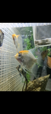 £25 for all x4 large angel fish x3 corydoras and pearl gourami