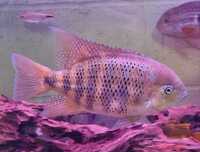 Varied Cichlids and Tropical Fish