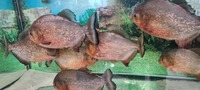 9 x Red Bellied Piranhas
